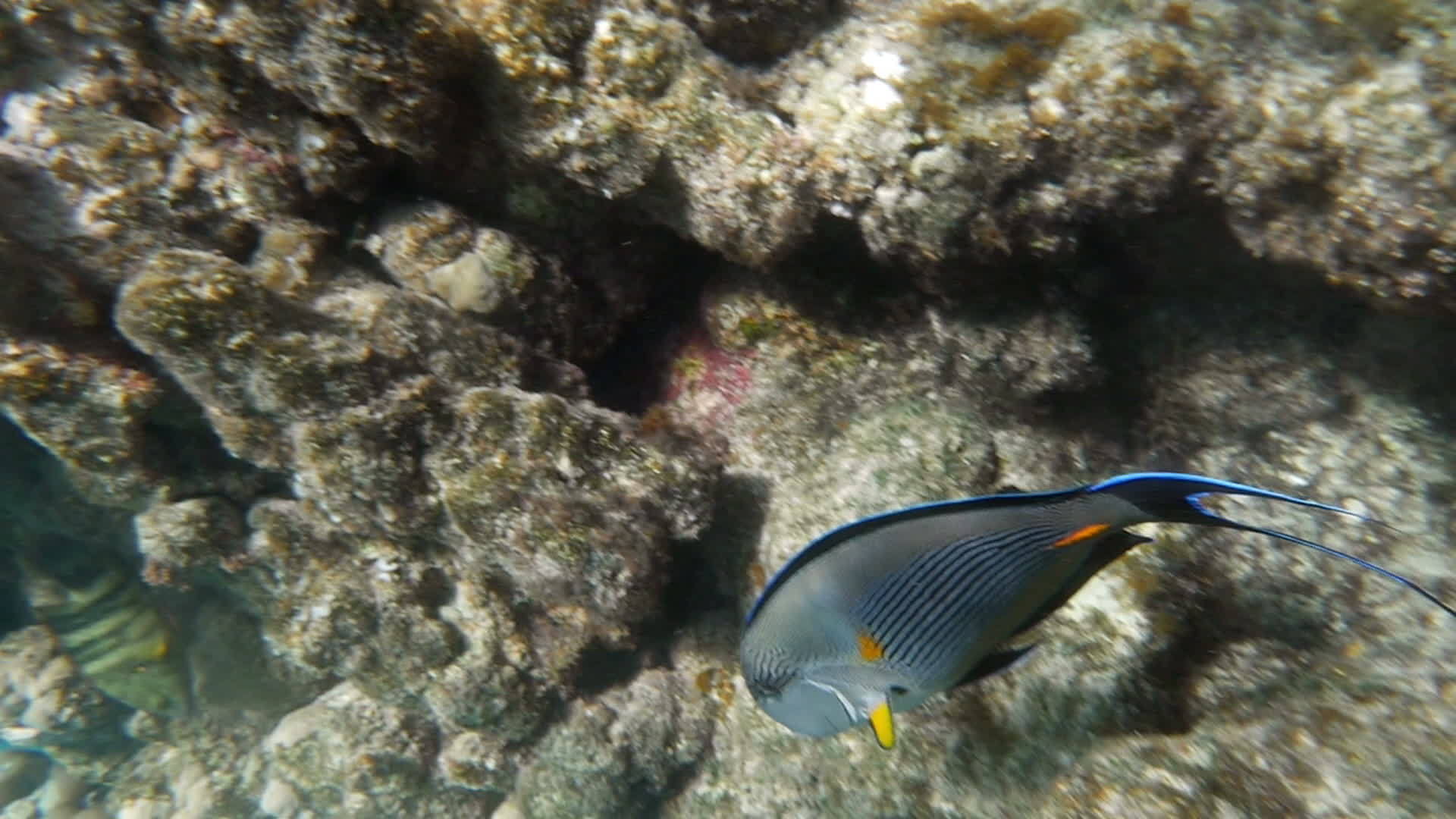 红海大热带鱼视频的预览图
