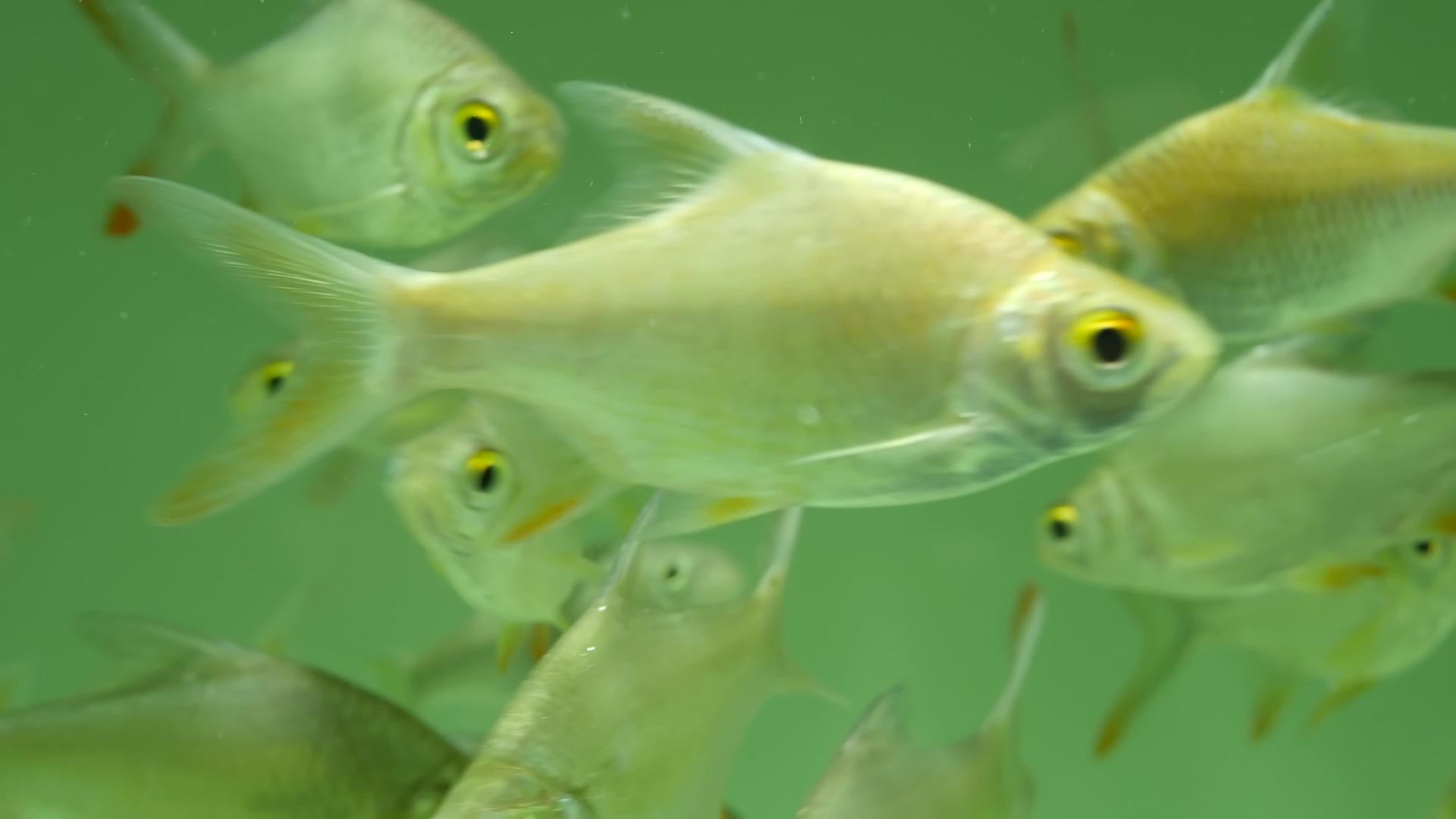 异国情调装饰水族馆热带鱼的多样性视频的预览图