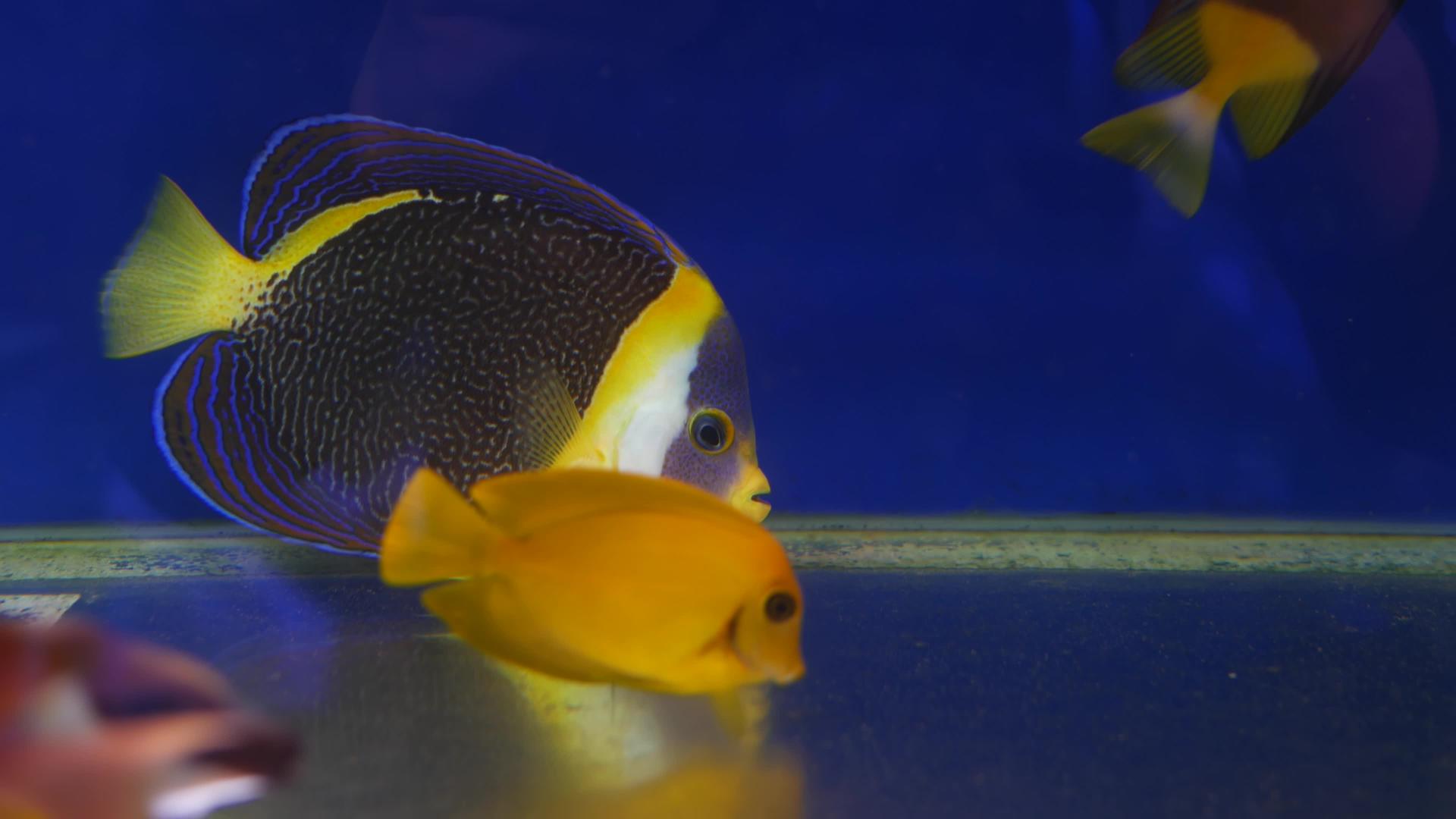 热带鱼在水族馆里视频的预览图
