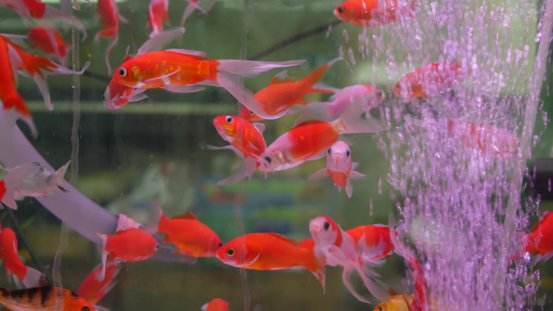 异国情调装饰水族馆热带鱼的多样性视频的预览图