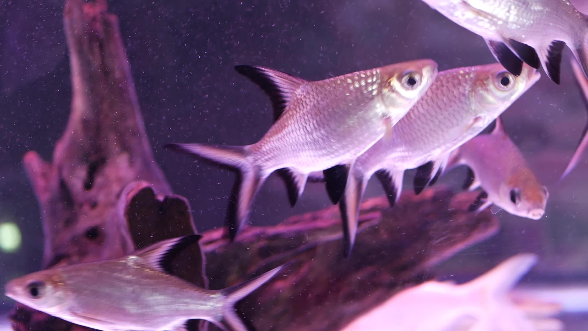 异国情调装饰水族馆热带鱼的多样性视频的预览图