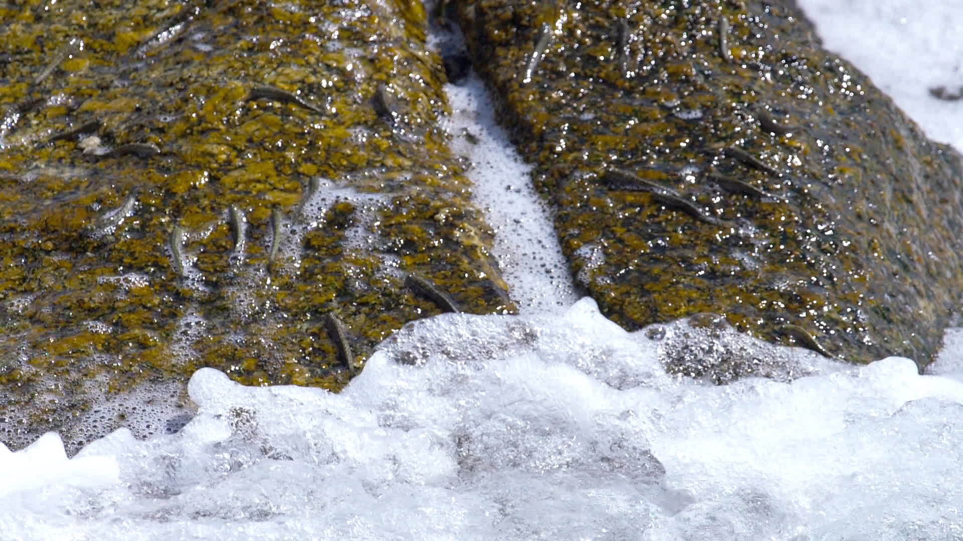 鳄鱼在海滩的岩石上视频的预览图