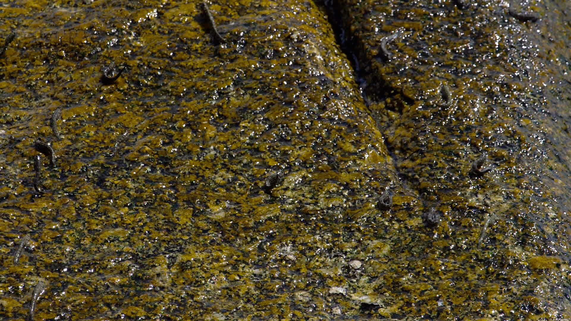 鳄鱼在海滩的岩石上视频的预览图