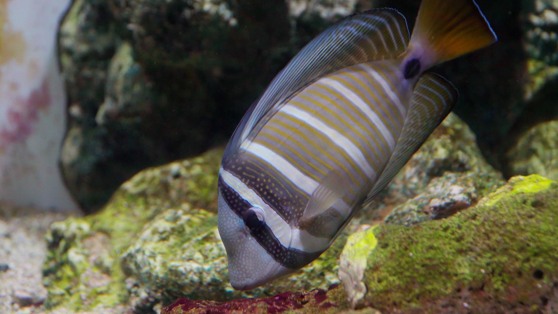 水族馆里的装饰鱼视频的预览图