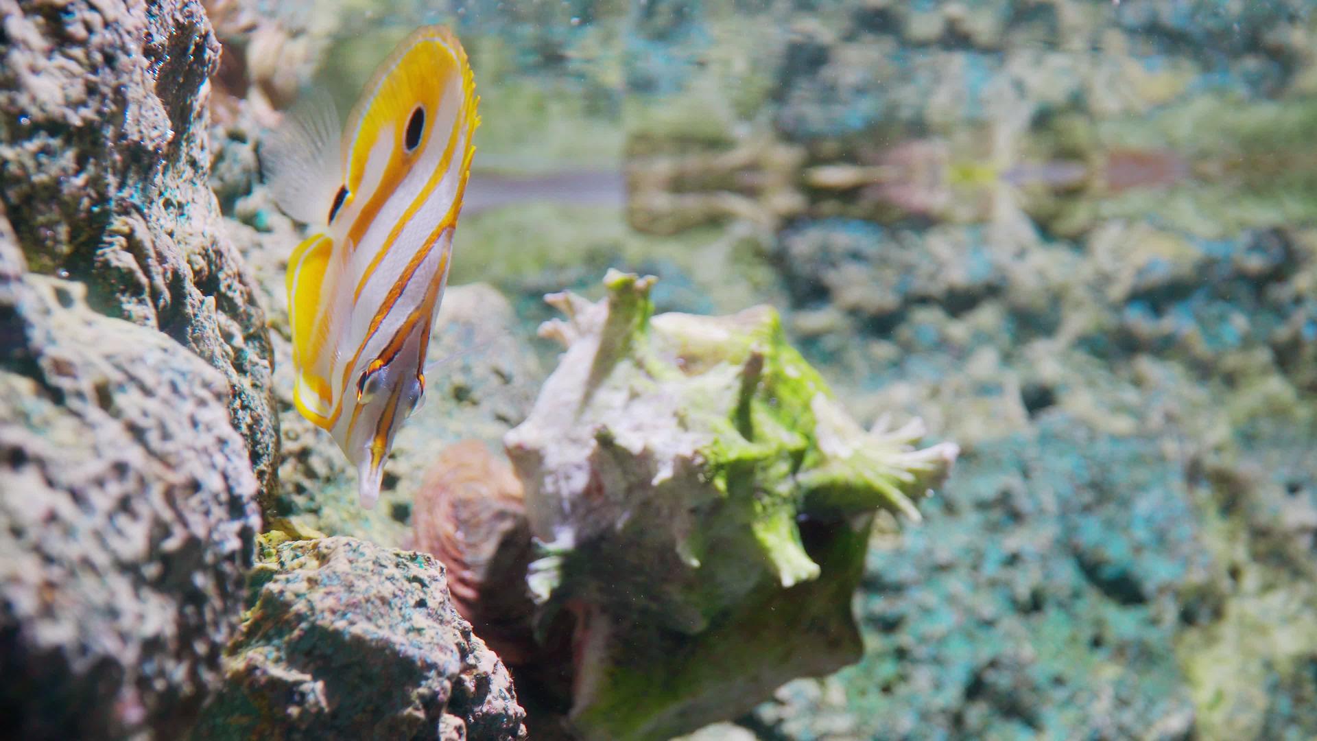 水族馆装饰鱼视频的预览图