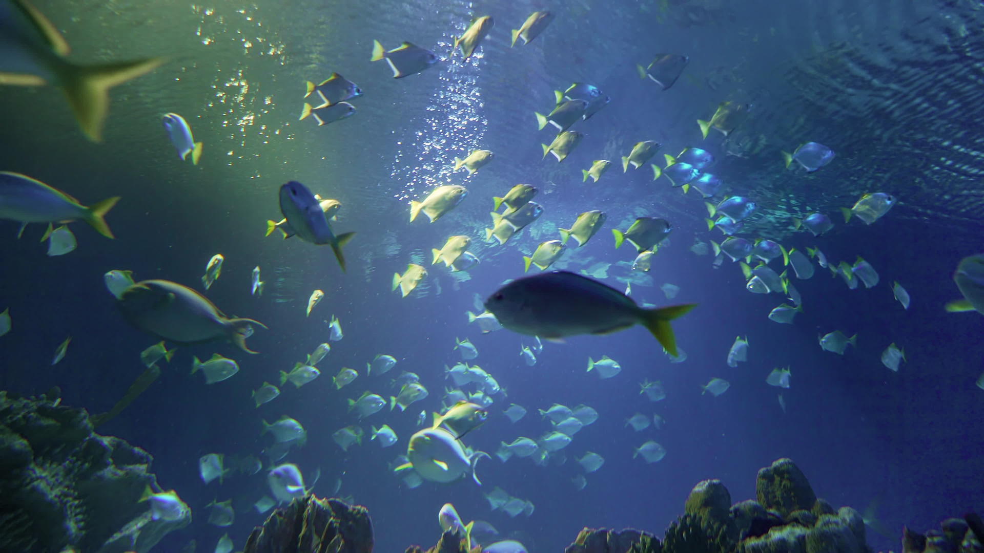 热带鱼向下倾斜通过珊瑚礁游泳视频的预览图