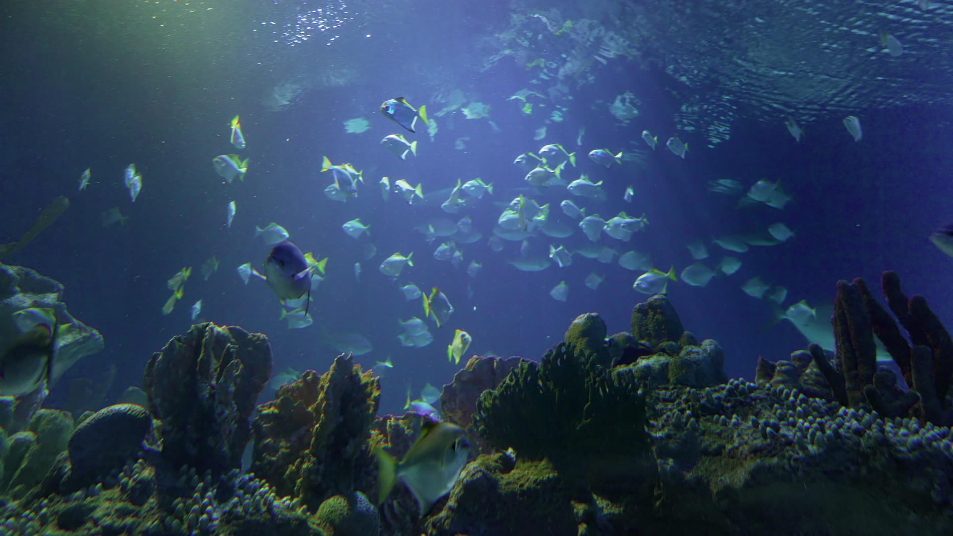 热带鱼在珊瑚礁中游动视频的预览图