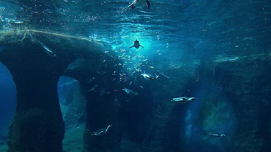 水下摄像机的视图：企鹅游泳和吃鱼视频的预览图