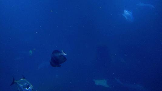 各种鱼在深蓝色的水中游泳视频的预览图