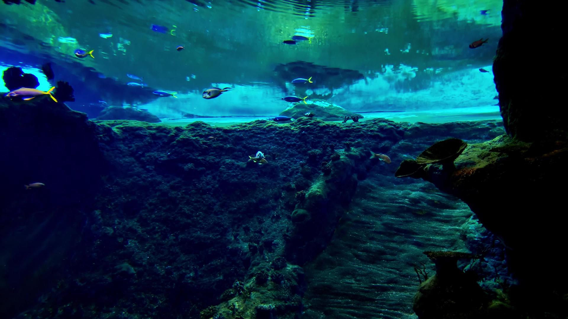 各种鱼在深蓝色的水中游泳视频的预览图