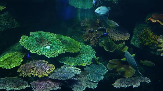 在大型水族馆的蓝水中游泳的各种鱼群视频的预览图