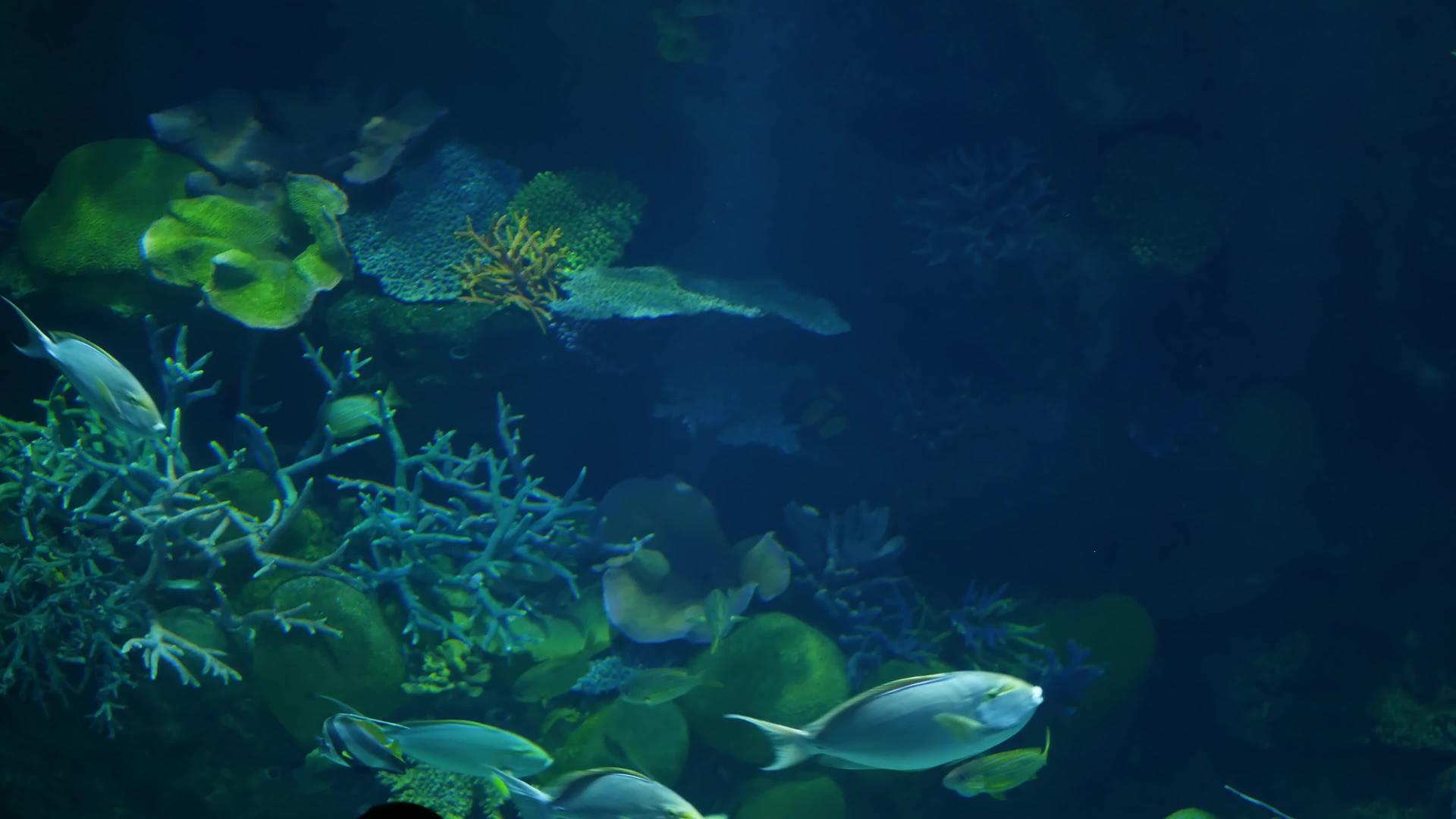 珊瑚礁水族馆视频的预览图