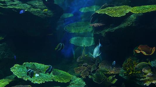 在大型水族馆的蓝水中游泳的各种鱼群视频的预览图