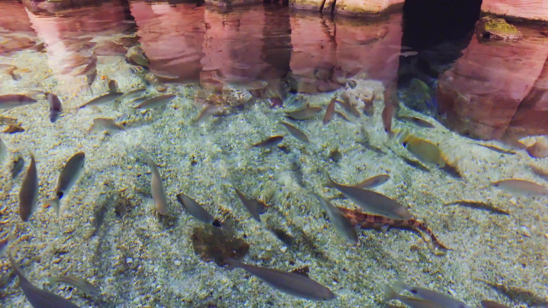 深蓝色深水中的彩色鱼群视频的预览图