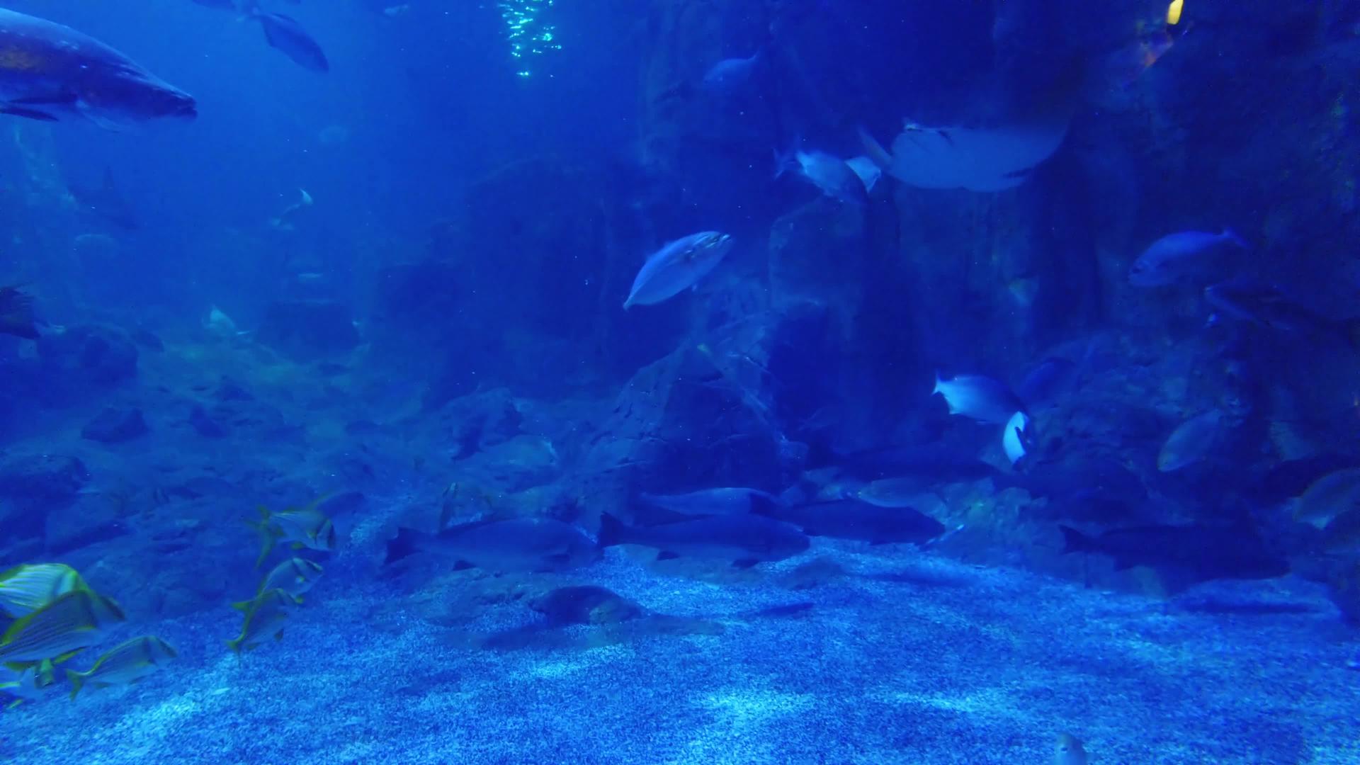 水下世界的美丽背景蓝水中的珊瑚和藻类视频的预览图