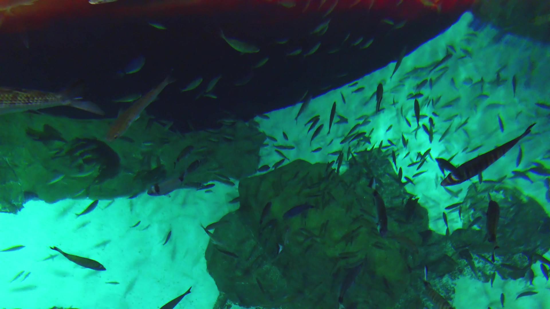 大型水族馆不同种类的鱼视频的预览图