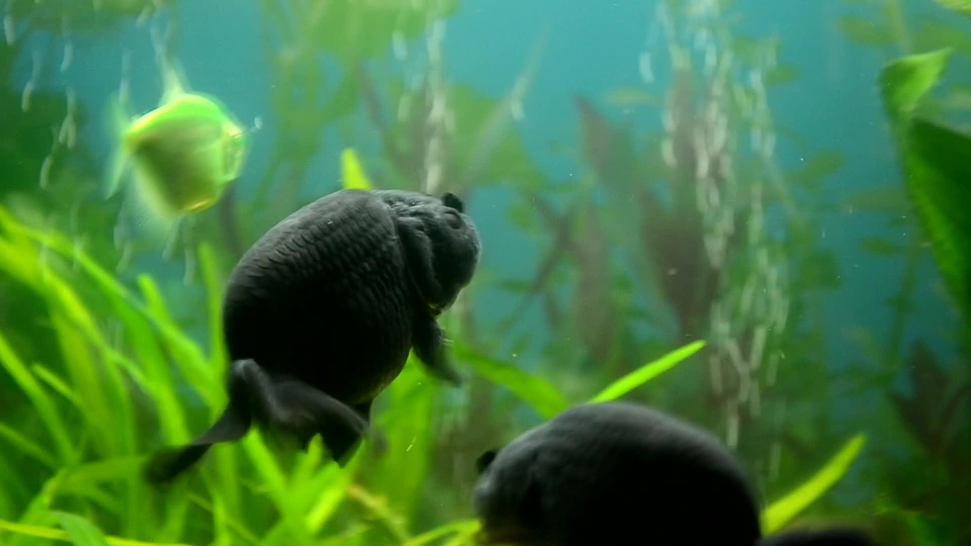 黑金鱼在水中捕食食物视频的预览图