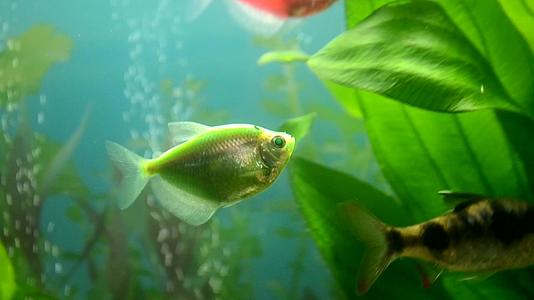 淡水水族馆明亮的鱼发光视频的预览图