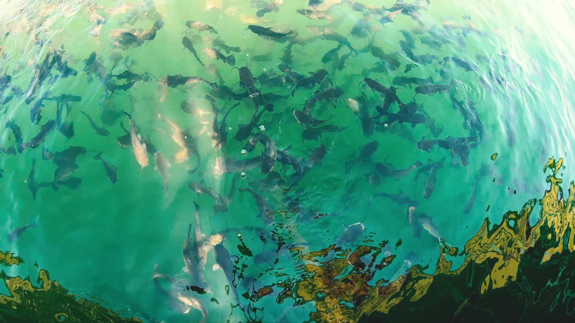 海岸附近鱼群喂养的鱼群视频的预览图