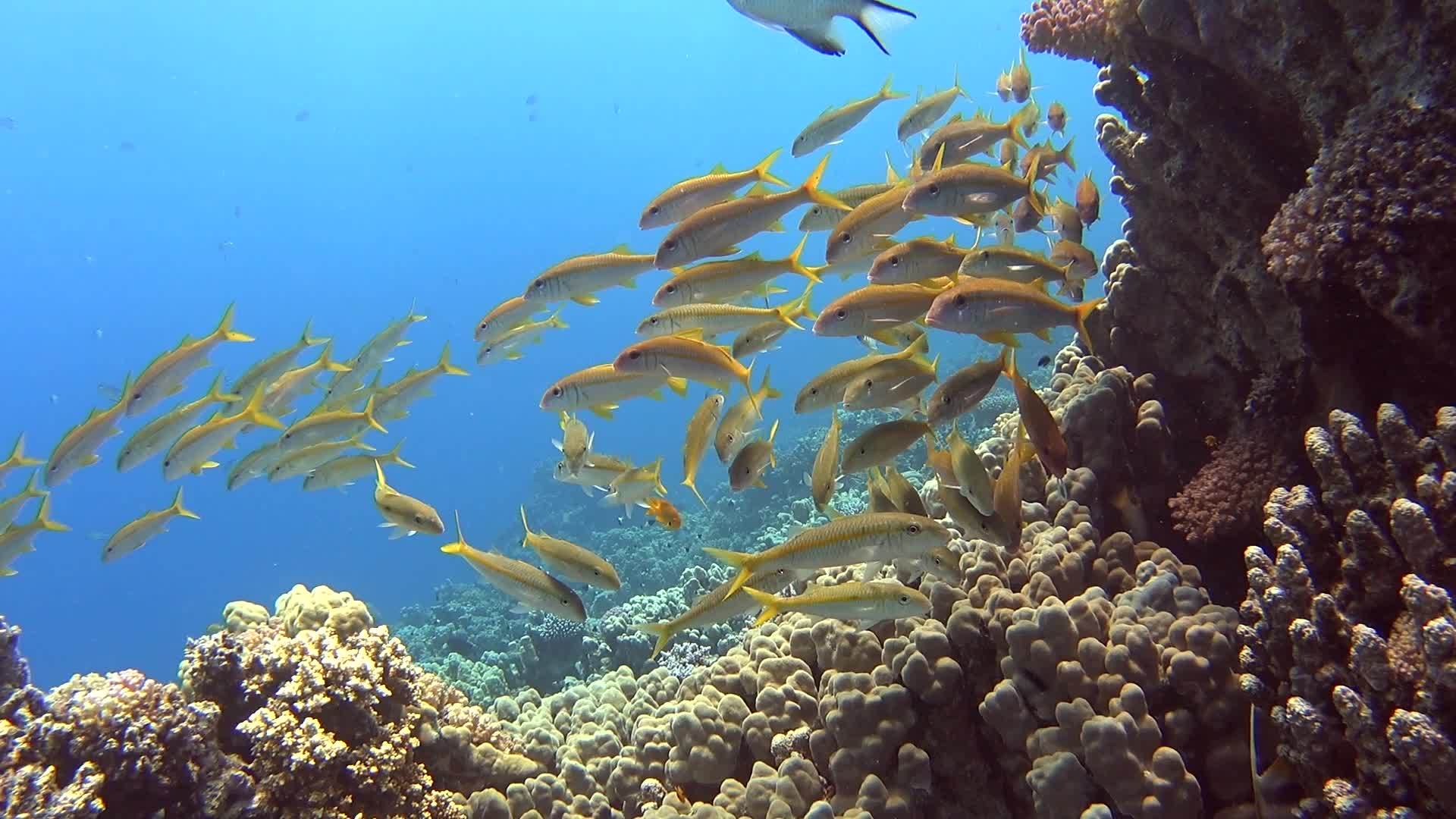 热带珊瑚礁上的羊和鱼视频的预览图