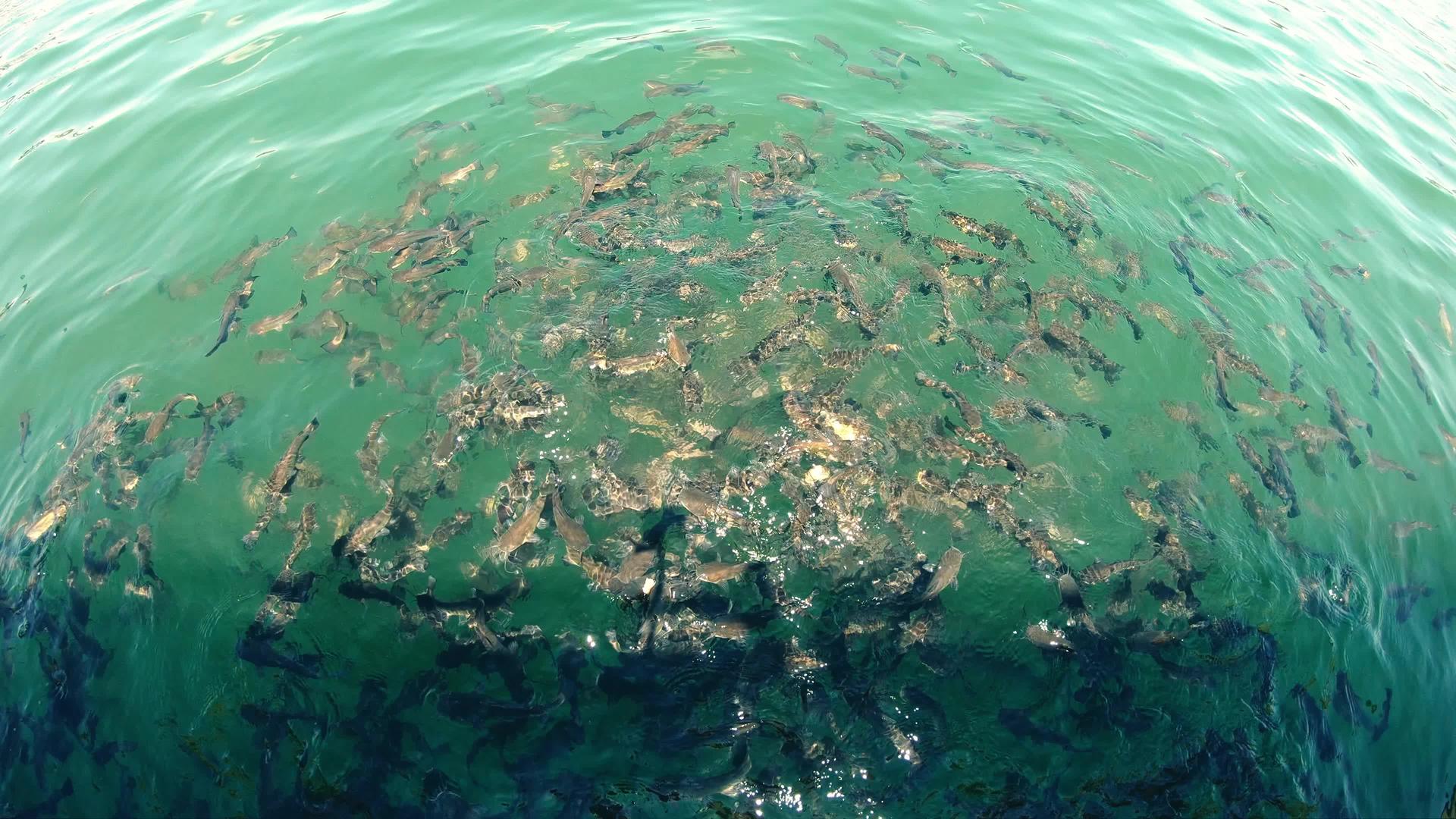 喂养海中鱼群视频的预览图