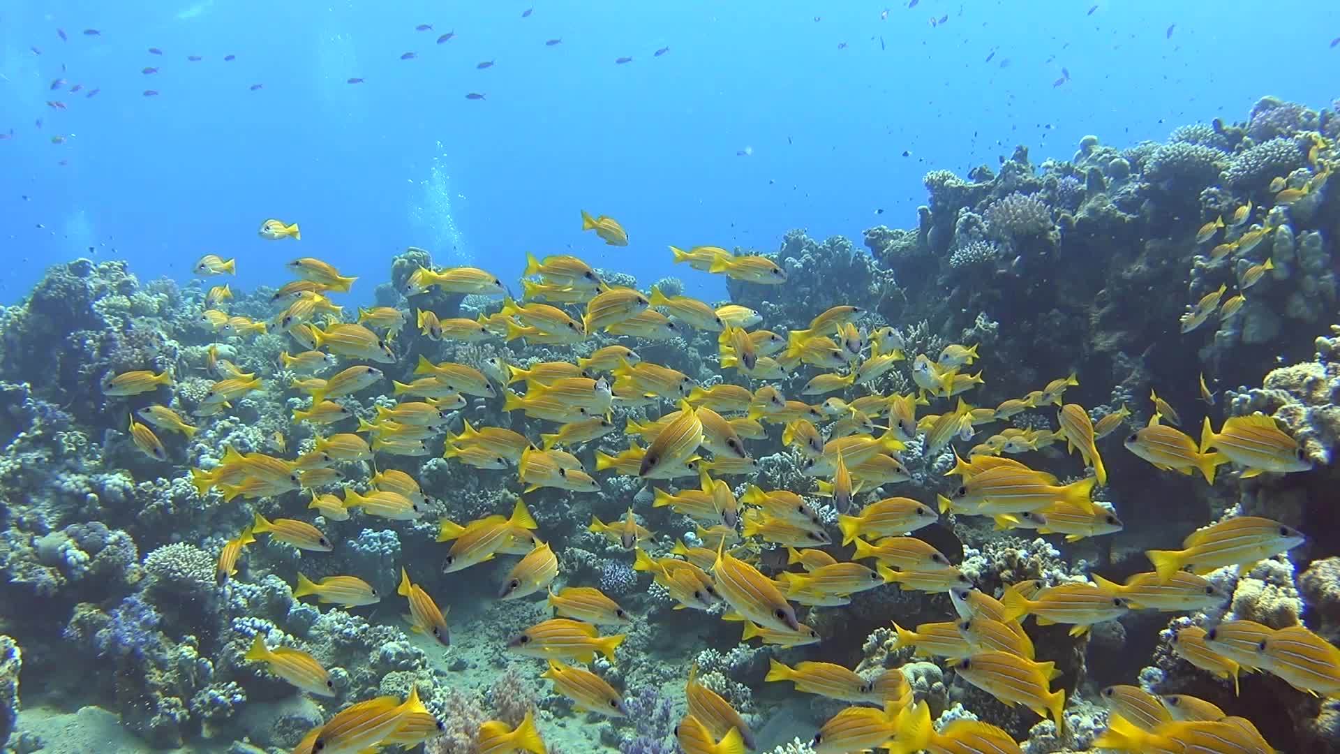 浅滩捕捉热带珊瑚礁上的鹿视频的预览图