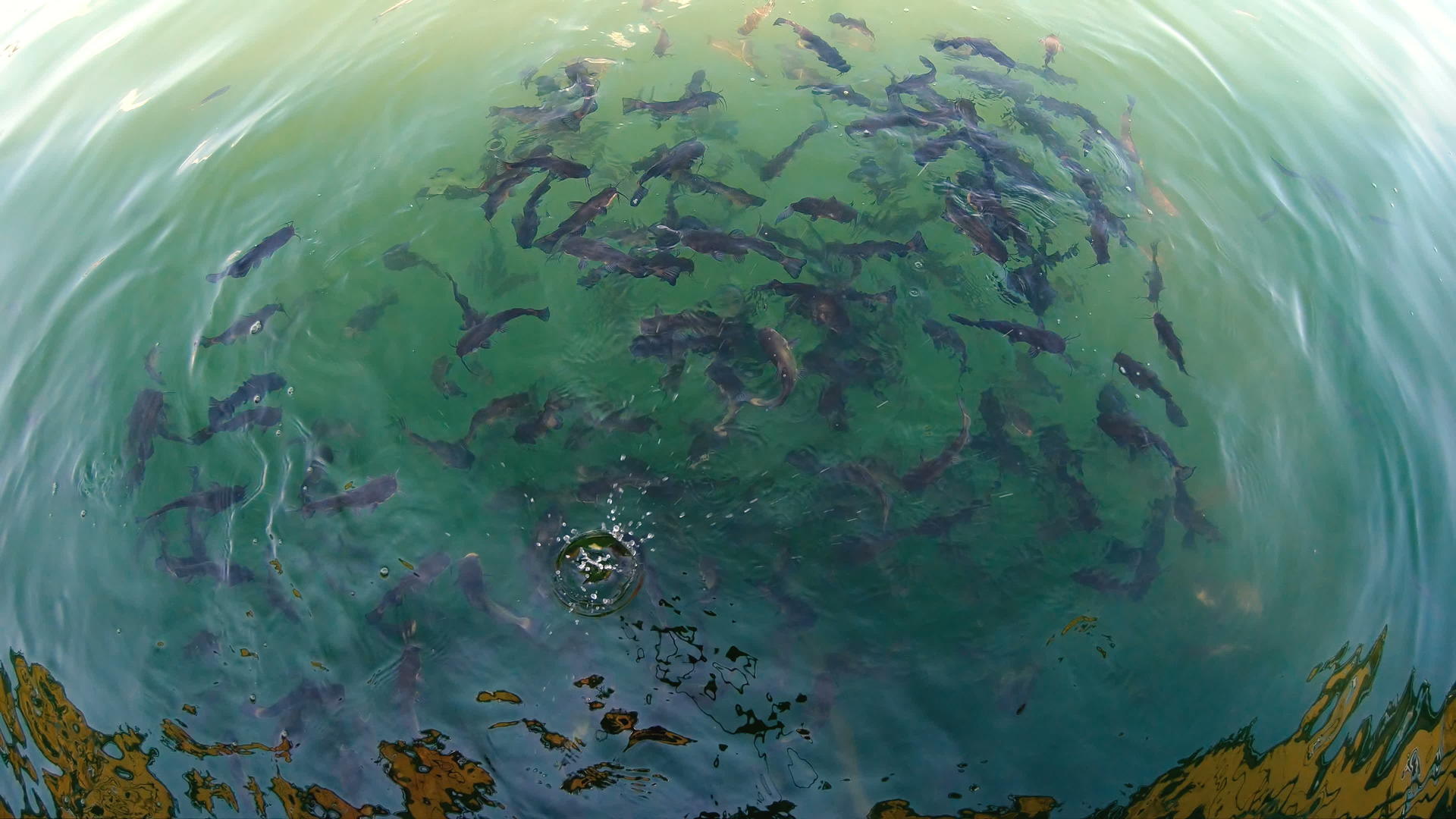 沿着海岸的边海鱼群在海里游荡视频的预览图