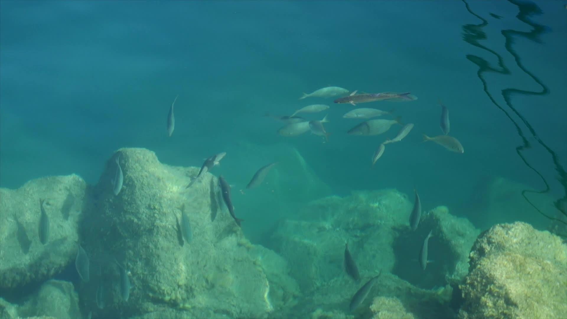 海中的鱼类视频的预览图