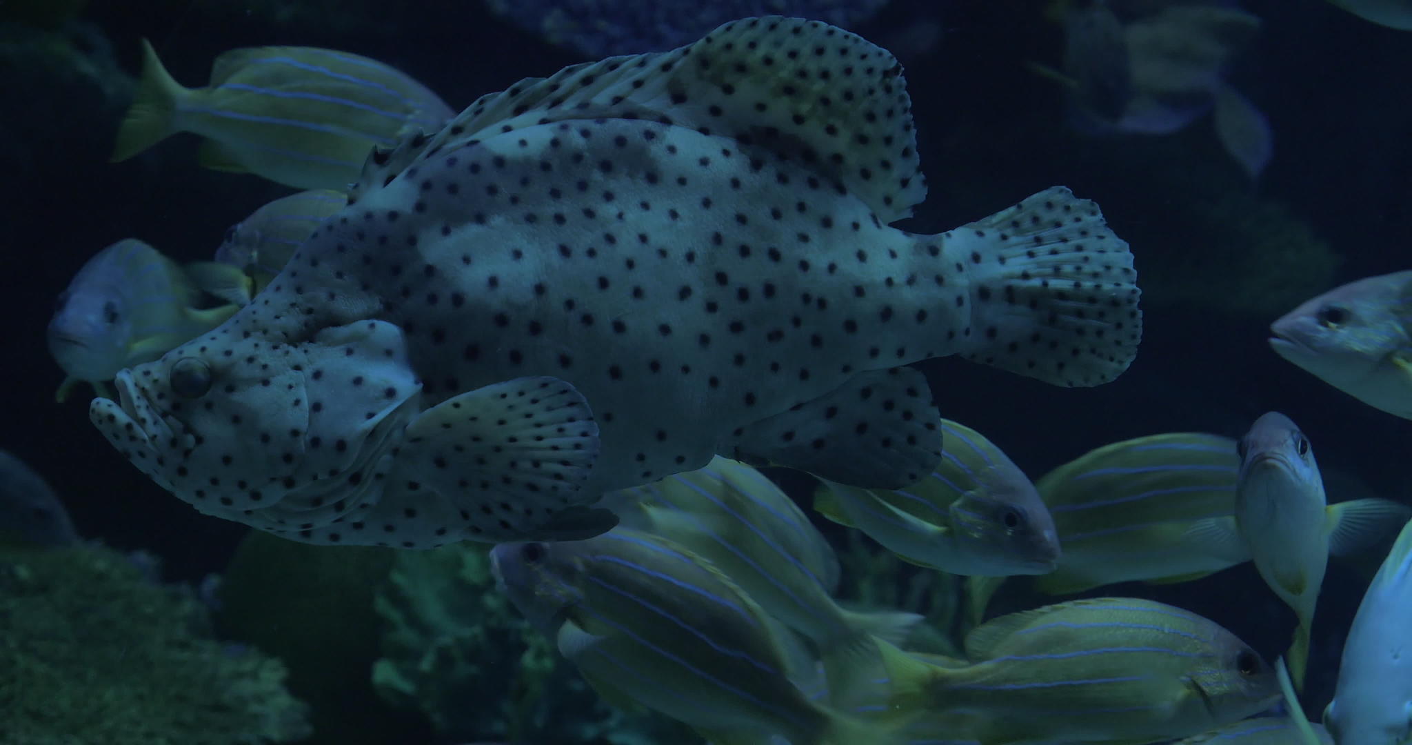 水族馆展示了多样化的水下世界视频的预览图