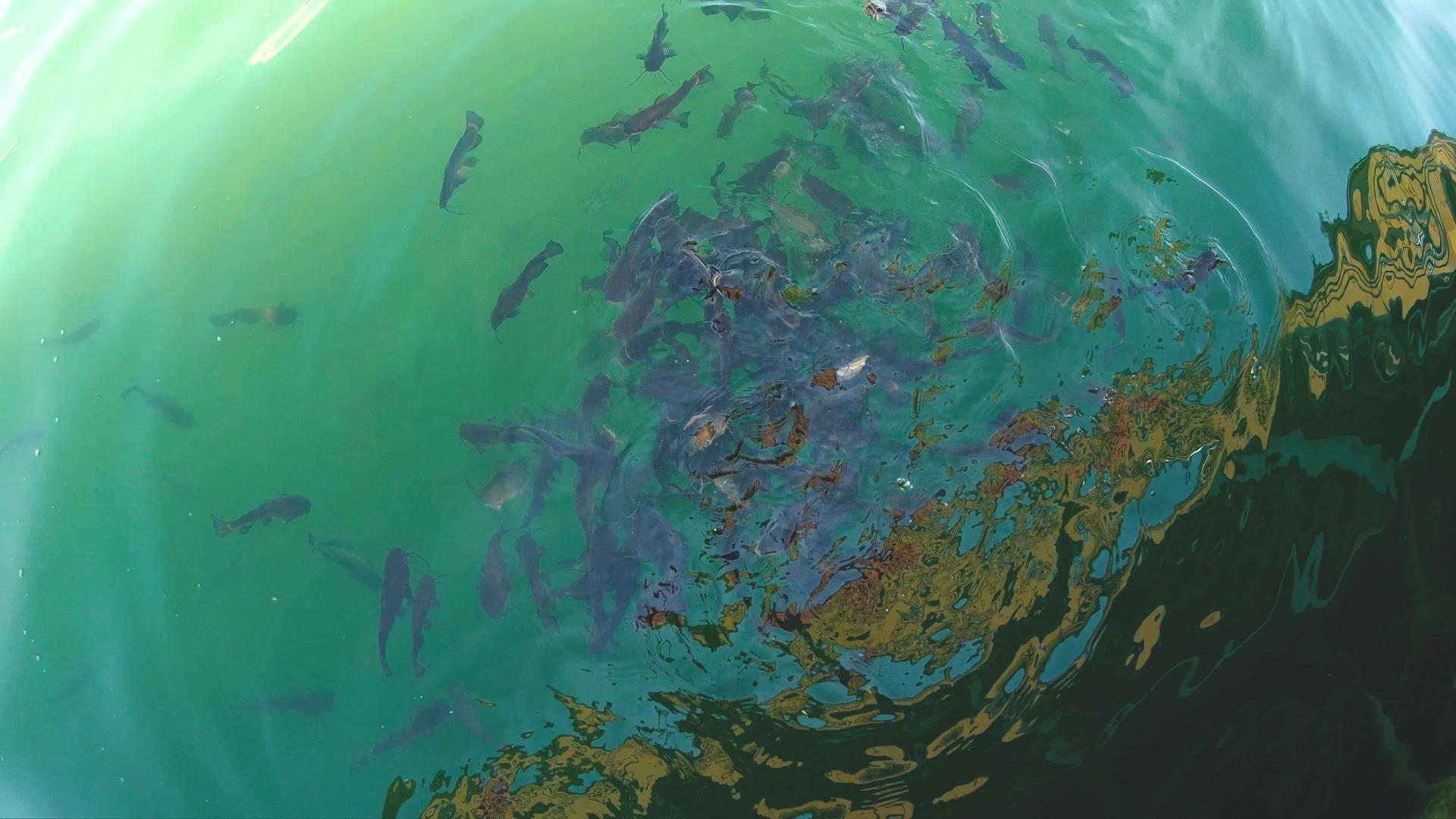 饥饿的鱼在海边等待食物视频的预览图