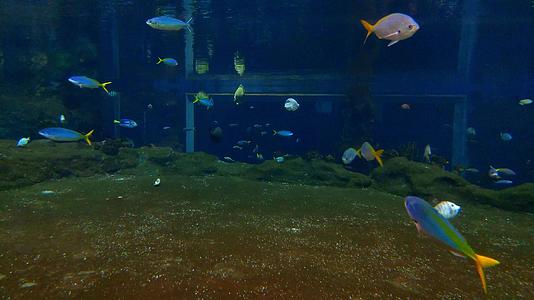 美丽多彩的小鱼在大型水族馆游泳视频的预览图
