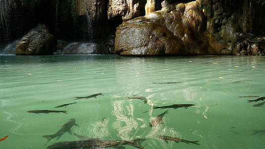 泰国北碧府是著名的旅游景点佛瀑布周围的鱼在水下游泳视频的预览图