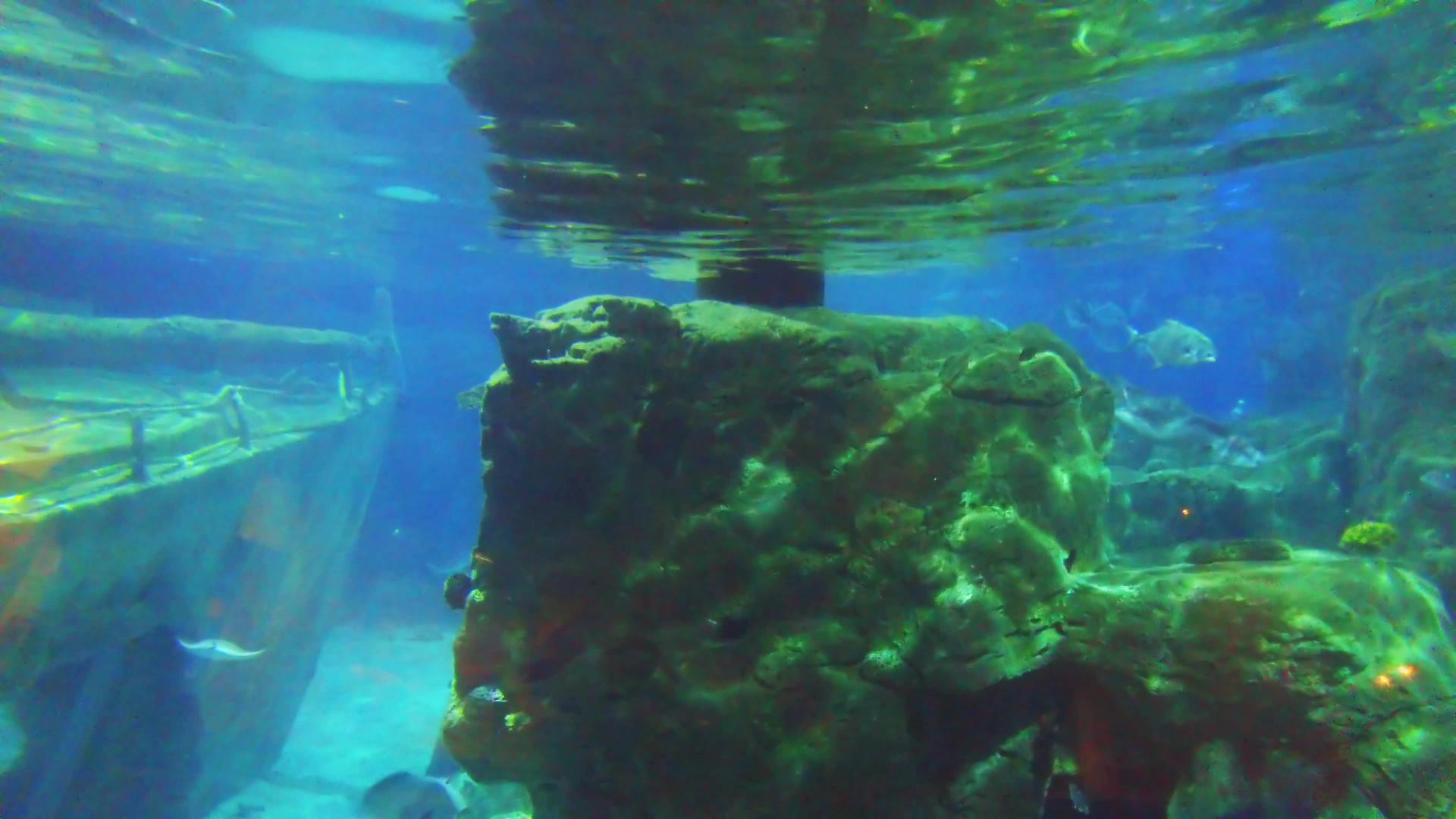 热带鱼在水族馆的珊瑚礁中游泳视频的预览图