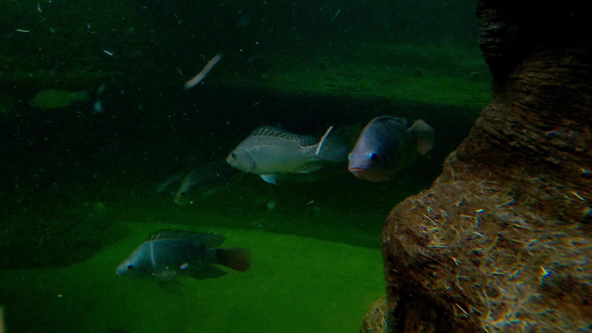 大鱼在黑暗的泥水中游泳视频的预览图