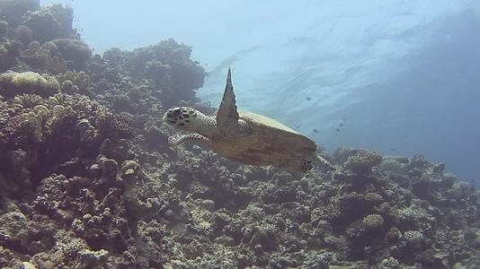 红海鹰在热带珊瑚礁墙上游泳视频的预览图
