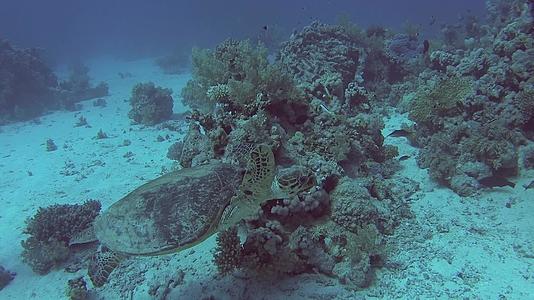 红海龟在热带珊瑚礁墙上游泳视频的预览图