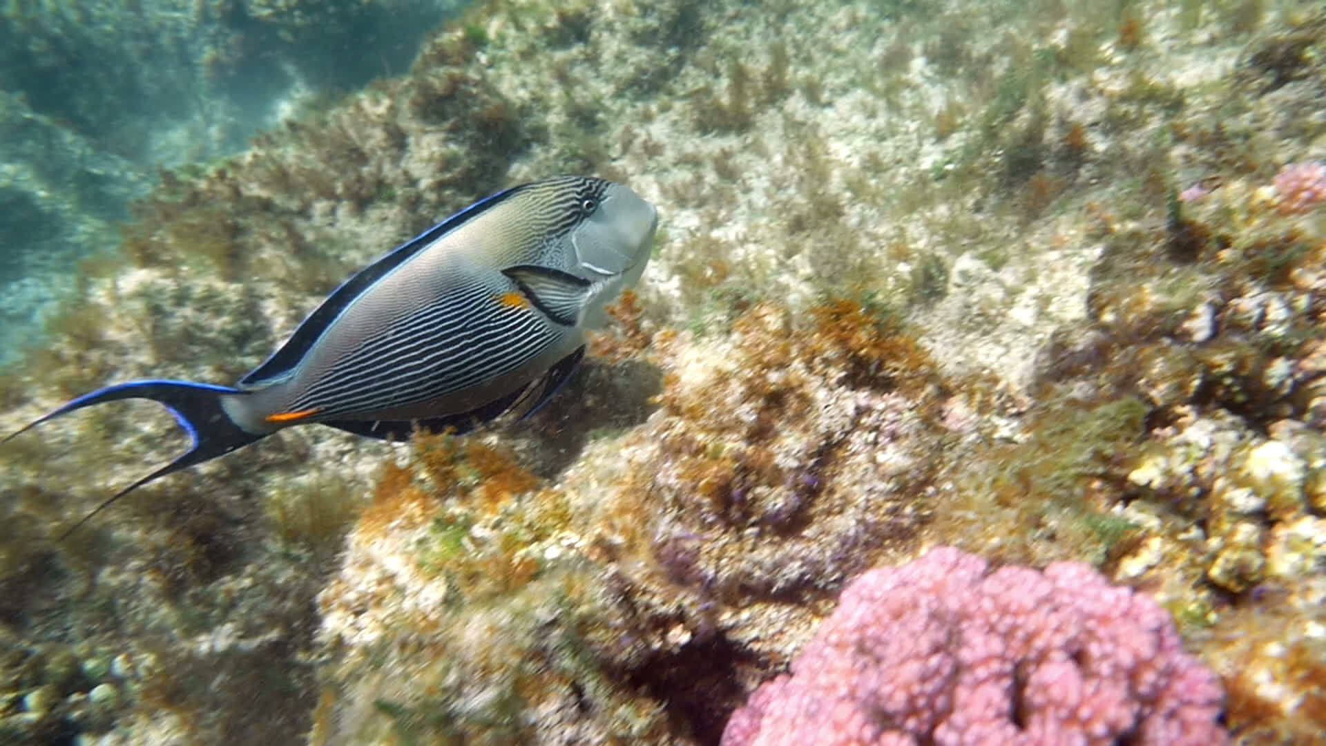 红海动植物群视频的预览图