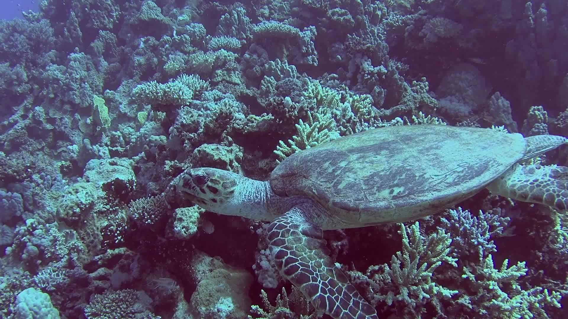 红海鹰在热带珊瑚礁墙上游泳视频的预览图