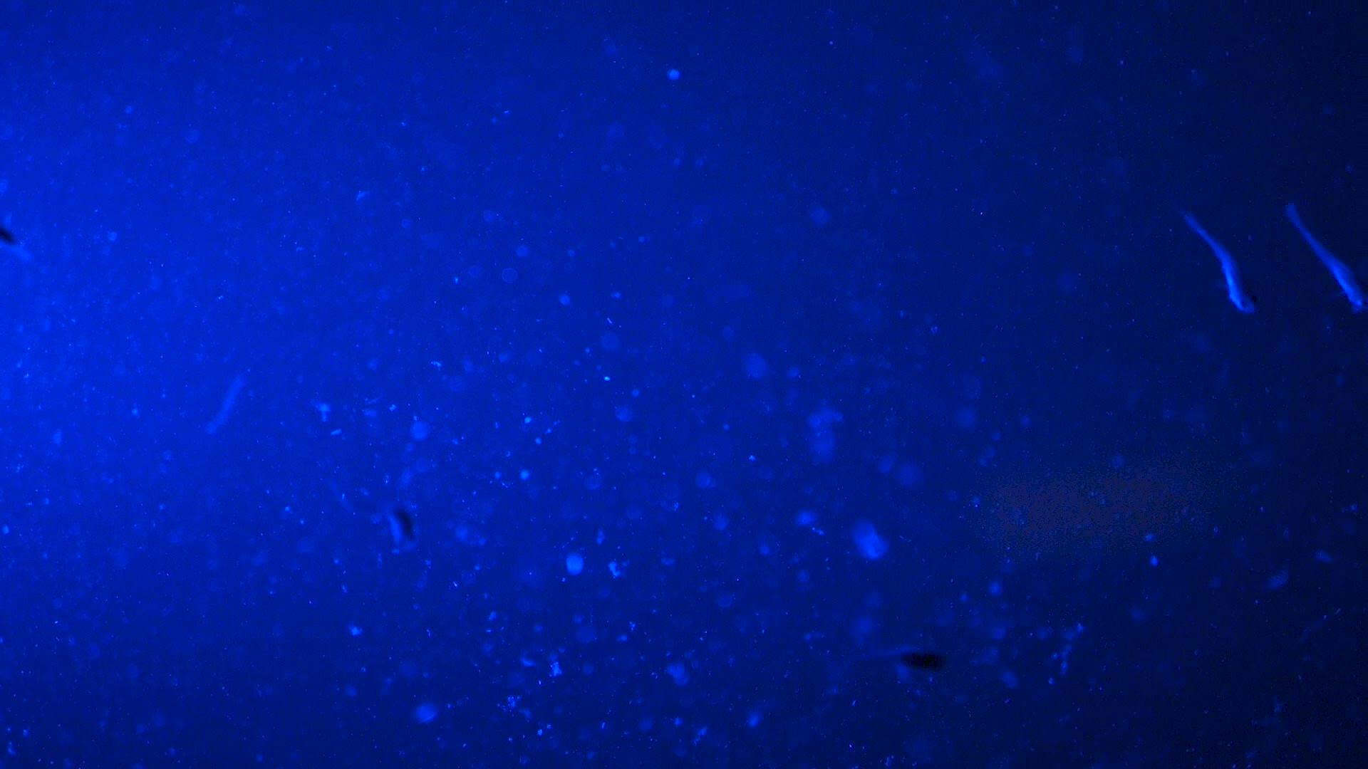 在水族馆鱼缸里游泳的鱼在水族馆池塘里游泳视频的预览图