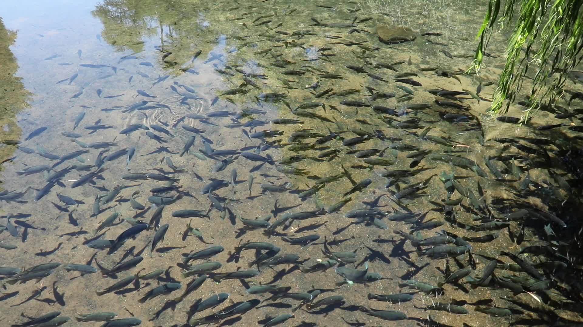 罗拉菲亚鱼在池塘里视频的预览图
