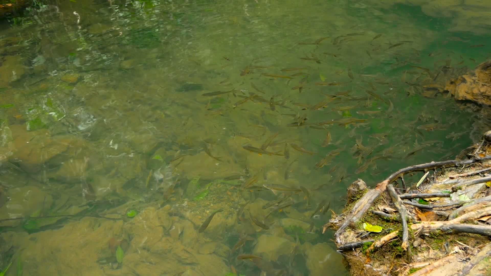 鱼在浅浅的溪流中游泳视频的预览图