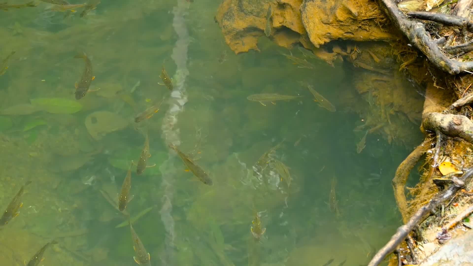 鱼在浅溪中游泳视频的预览图