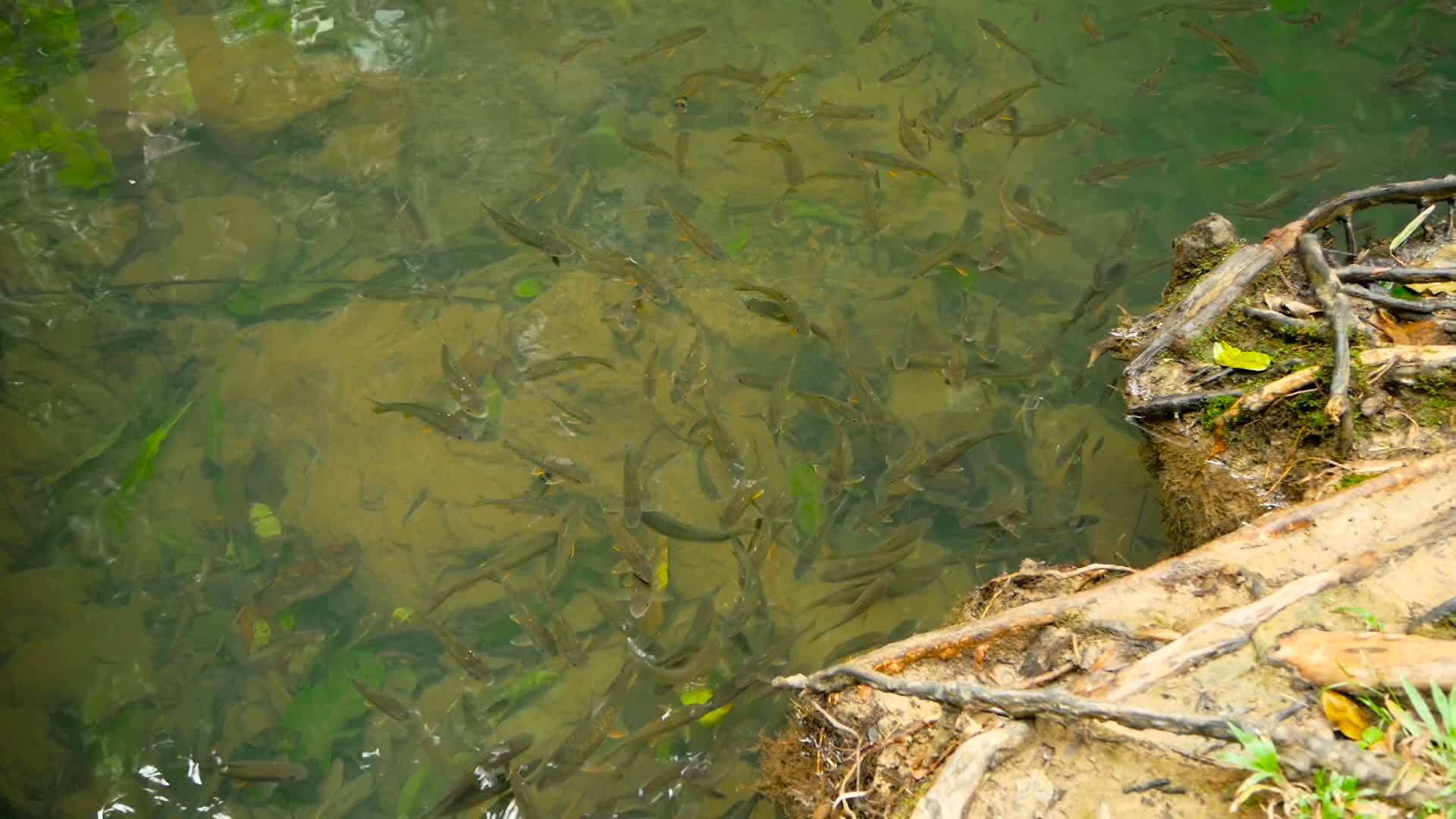 鱼在浅溪中游泳视频的预览图