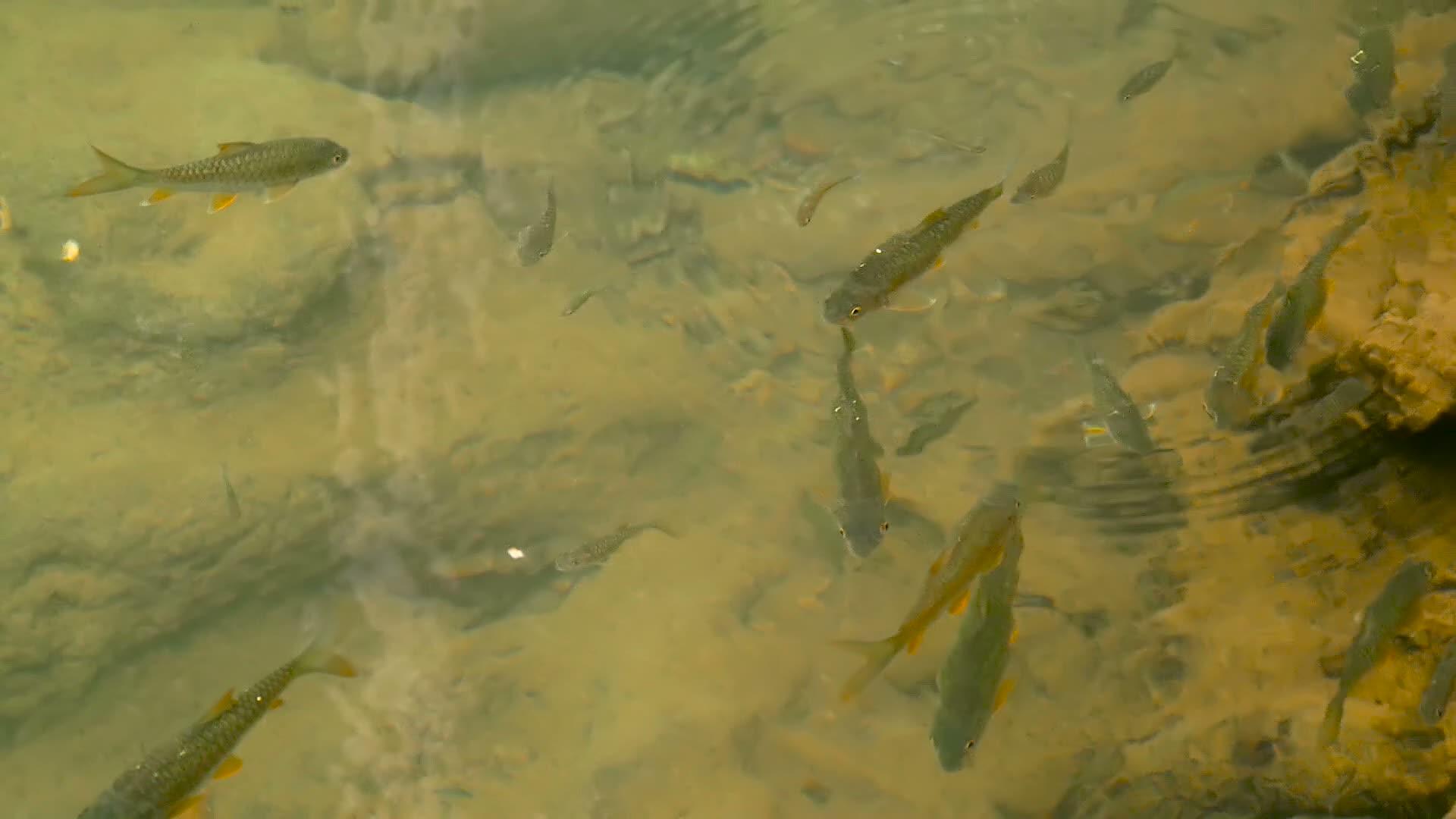 鱼在浅浅的溪流中游泳视频的预览图