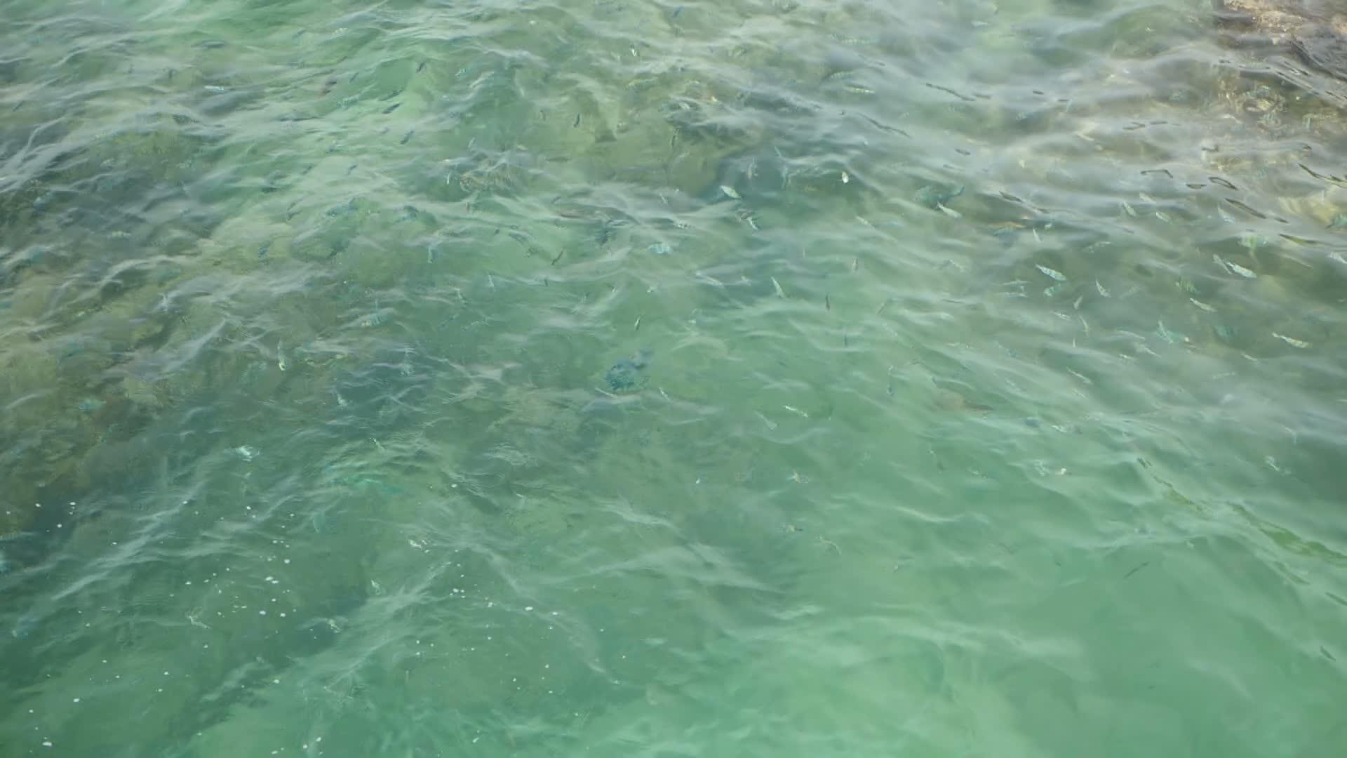 在透明清澈的蓝色海面上夏天的珊瑚礁处于异国情调的下方视频的预览图