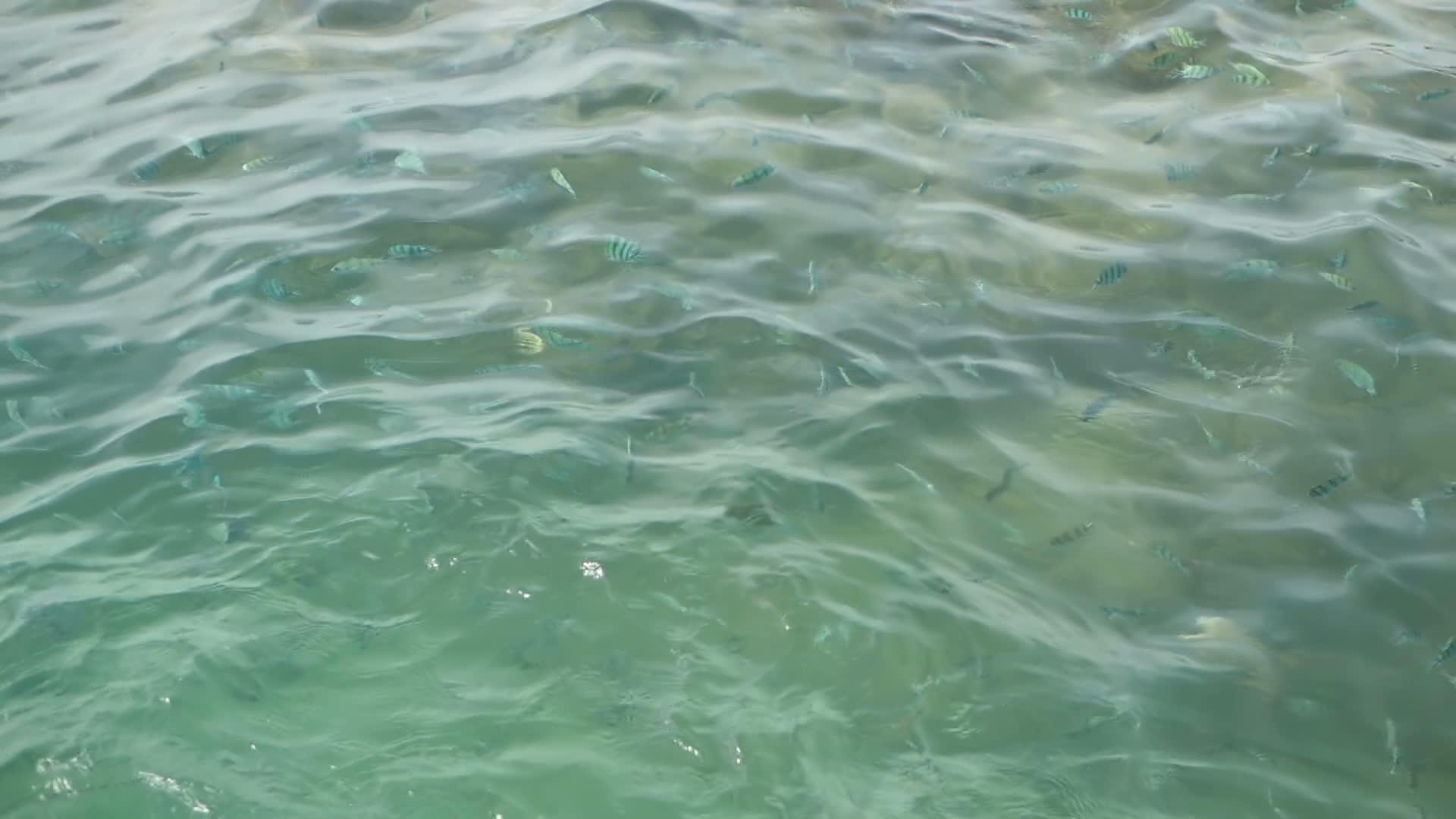 在透明清澈的蓝色海面上视频的预览图