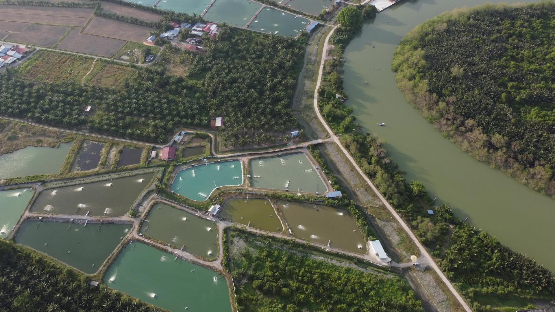 Malaysia河边的虾池视频的预览图
