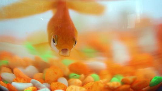 一条孤独的小金鱼在鱼卵中使用了充满活力的彩色宝石视频的预览图