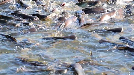 淡水鱼在河里盘旋食物视频的预览图