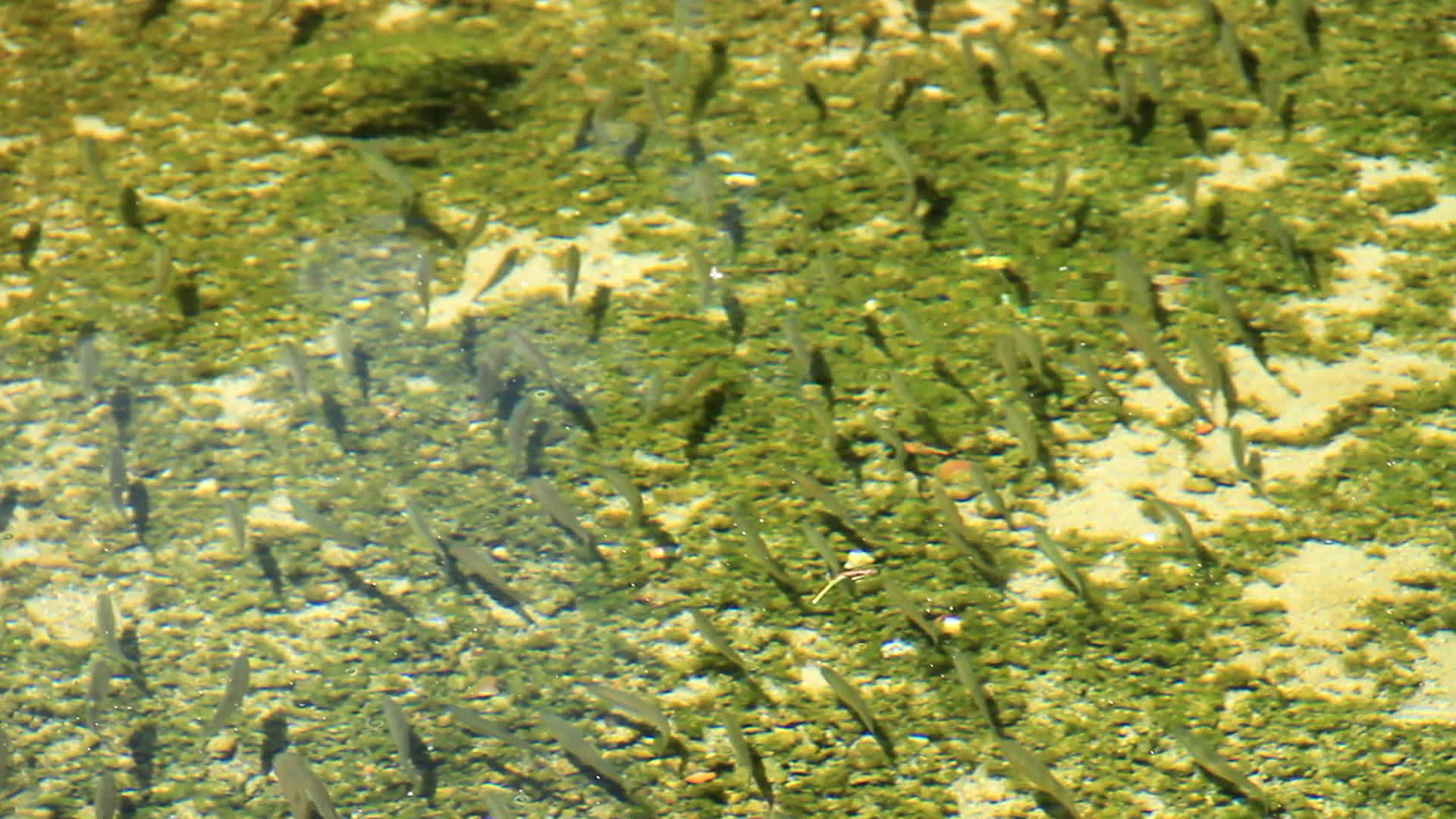 河里的小鱼视频的预览图